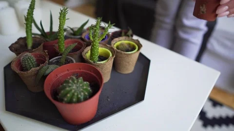 Small plants and candles close-up - girl arranges pots and white candles on the Видео 114870469