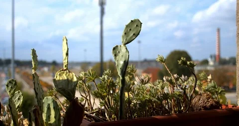 Small plants and industrial background Stock Footage 117465743