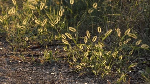 Small plants backlit on a path Stock-Footage 116502972