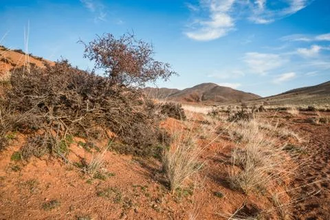 Small plants between sand dunes Stock Photos