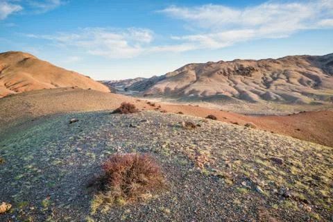 Small plants between sand dunes Stock Photos