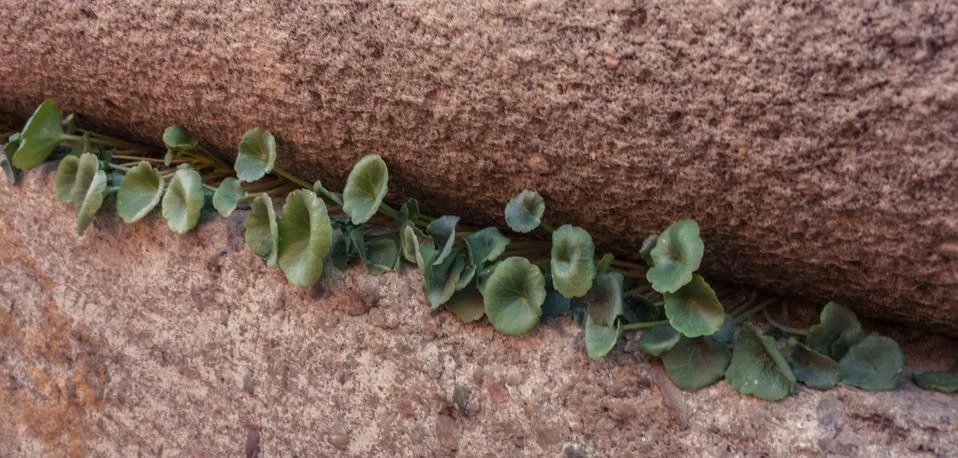Small plants between stone Stock Photos