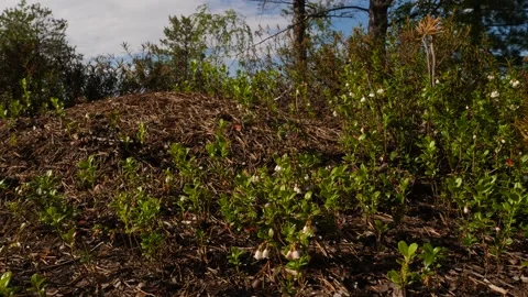 Small plants in bog Siberia Video stock 281523465