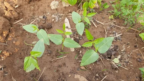 Small plants of Cowpea. Stock Footage 155633740