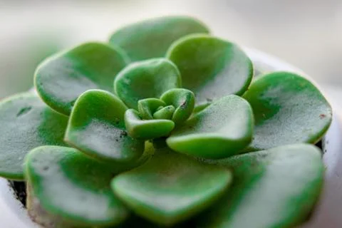 Small plants to decorate interiors in close up concept. Stock Photos