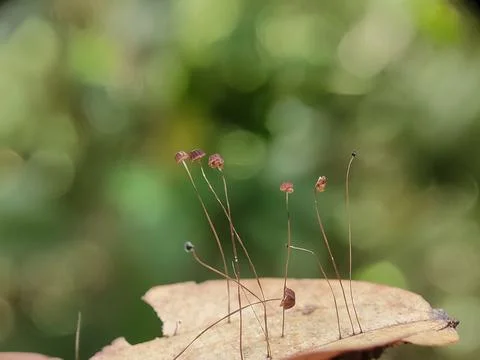 Small plants on a dry leaf. Photos