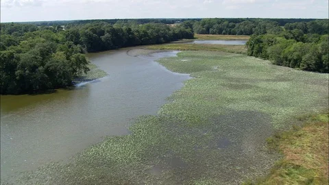 Small plants floating on the river surface, dense green trees on either sides Stock Footage 109128849