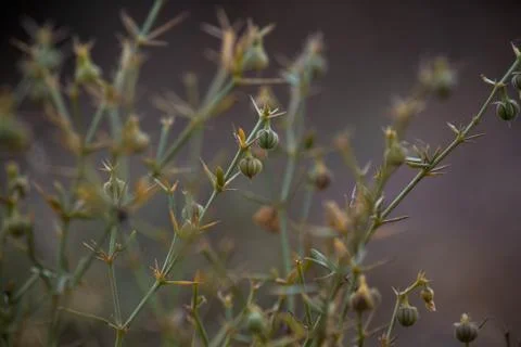 Small plants green Stock Photos