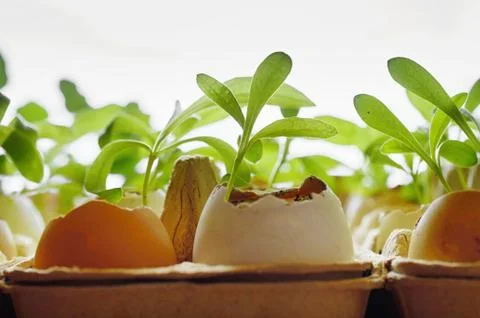 Small plants grow in eggshells on a white background Foto stock