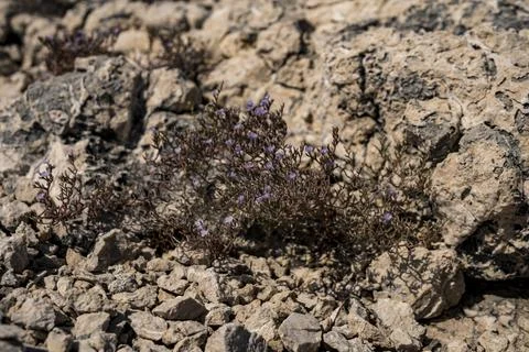 Small plants growing on limestone rocks during summer season in Croatia Stock Photos