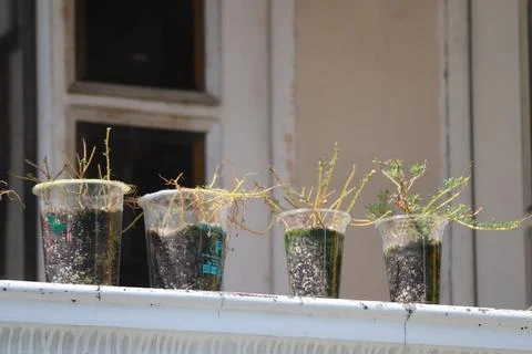 Small Plants Growing in Plastic Cups on a Windowsill Foto stock