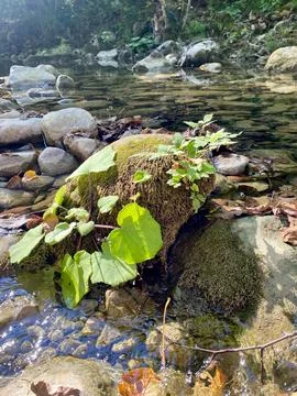 Small plants growing on the stone with moss. concept of thirst for life 스톡 사진
