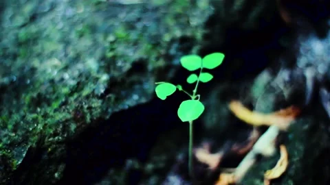 A Small plants that live in the rocks Stock Footage 236078609