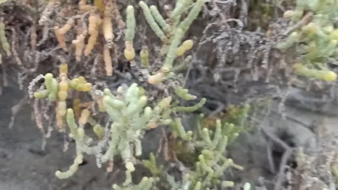 Small plants made a small forest Stock Footage 155871657