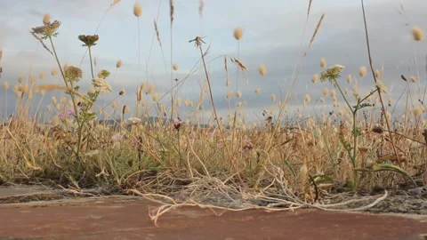 Small plants movement under sunset light Stock Footage 313164762