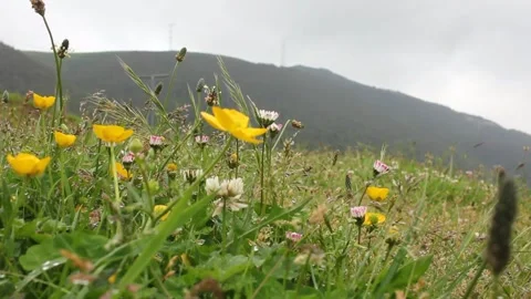 Small plants moving with the mountain wind Stock Footage 255210426