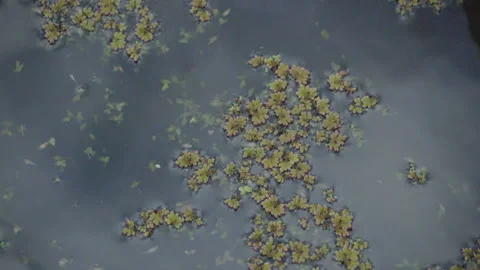 Small plants in moving water Video stock 136918923