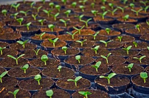 Small plants Stock Photos