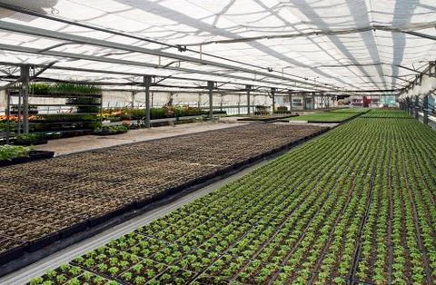 Small plants Stock Photos