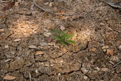 Small plants Stock-Fotos