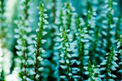 Small Plants Stock Photos