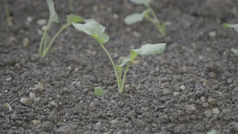 Small plants planted in the garden Stock Footage 157605304