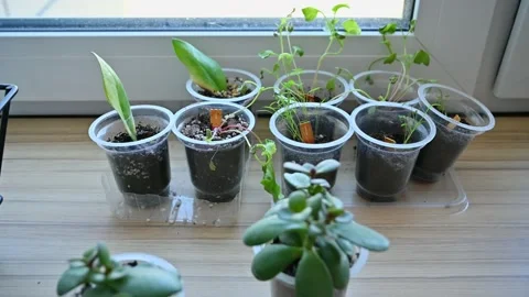 Small plants in plastic cups for gardening at home 4K Stock Footage 168979212