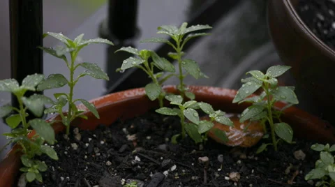 Small plants in a pot getting hit by raindrops Stock Footage 58758747