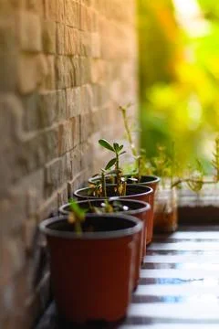 Small plants in pot selective focus Stock Photos
