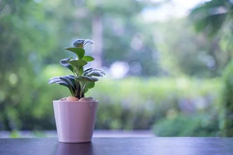 Small plants in pots on the table Ideas for decorating the house to get fre.. Stock Photos