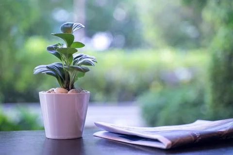 Small plants in pots on the table Ideas for decorating the house to get fre.. Stock Photos