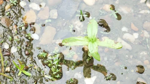 Small plants in puddles after rain 4K Stock Footage 153452645