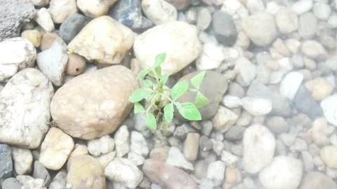 Small plants in puddles after rain 4K Stock Footage 153452686