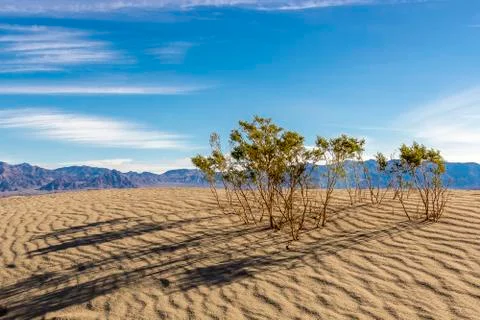 Small Plants in Sand Stock Photos