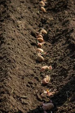 Small plants sprouting in dark soil with green moss Stock Photos