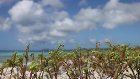 Small plants swaying in the wind on the beach on the background of the seascape. 스톡 동영상 165519572