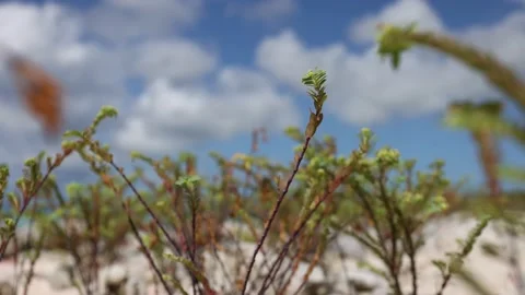 Small plants swaying in wind on beach on the blue sky with clouds background. Stock Footage 165708282