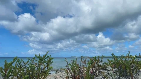 Small plants swaying in the wind on the beach with azure sea behind. Time lapse. Stock Footage 168771578