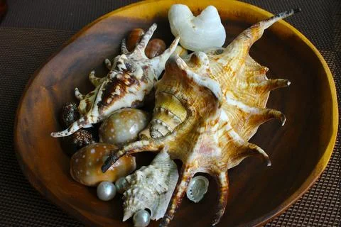 Small Plate of Assorted Seashells Stock Photos