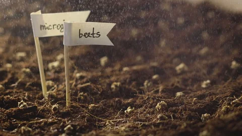 Small plats growing. spraying. beets micro greens seeding Vídeos de archivo 129318394