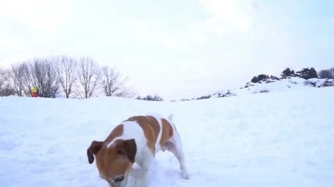 Small playing pet. Funny Jack Russell terrier having fun outside. Video footage Vídeo Stock 86867837