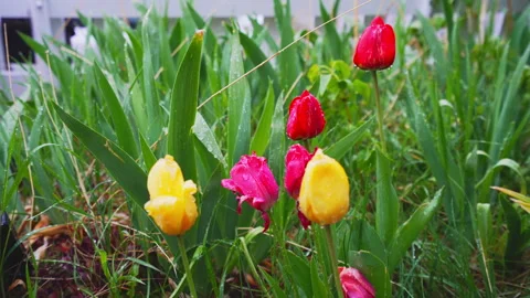 Small plot of spring tulips in falling snow flakes 스톡 동영상 308428403