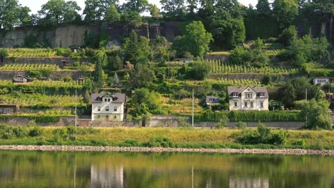 Small plots with vines in front of the steep wall of sandstone of the Elbe .. Stock Footage 244796325