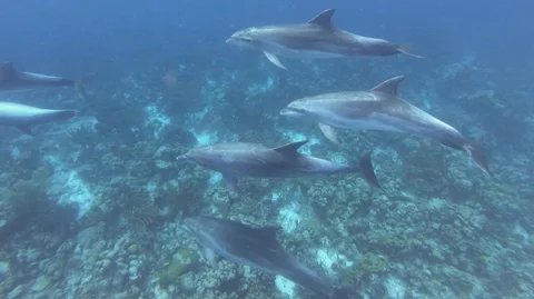 Small pod of bottle nose dolphins Stock Footage 105529857
