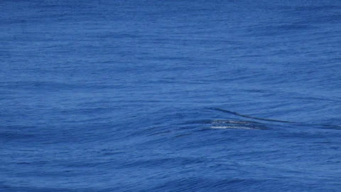 Small Pod of Pacific White-Sided Dolphins Swimming in Vibrant Blue Sea Stock Footage 345088766
