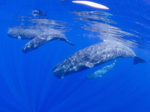 A small pod of sperm whales (Physeter macrocephalus) swimming underwater off the Stock Photos
