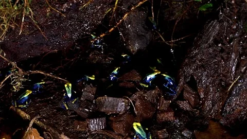 Small poisonous frogs with striking patterns and colors. Dendrobates tinctor Stock Footage 316971721