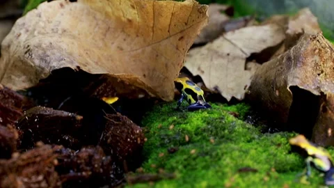 Small poisonous frogs with striking patterns and colors near autumn leaves. Stock Footage 316971748