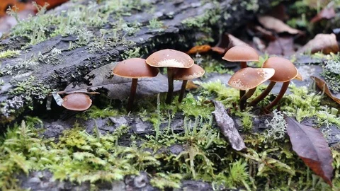 Small poisonous mushrooms toadstool group psilocybin. Video stock 104898896