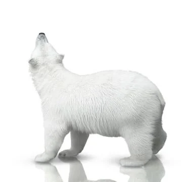 Small polar bear Stock Photos